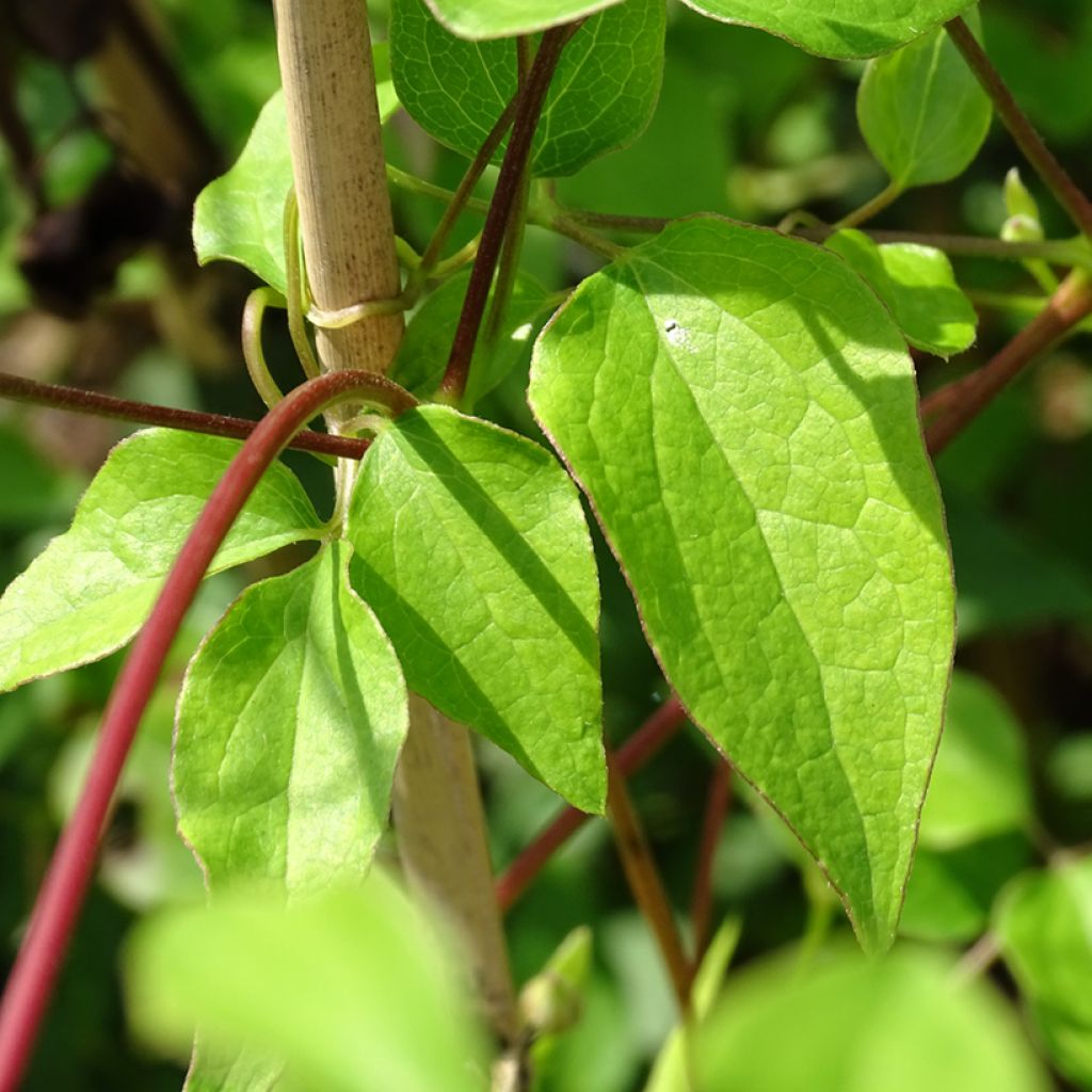 Clematis texensis Princess Kate - Texas-Waldrebe