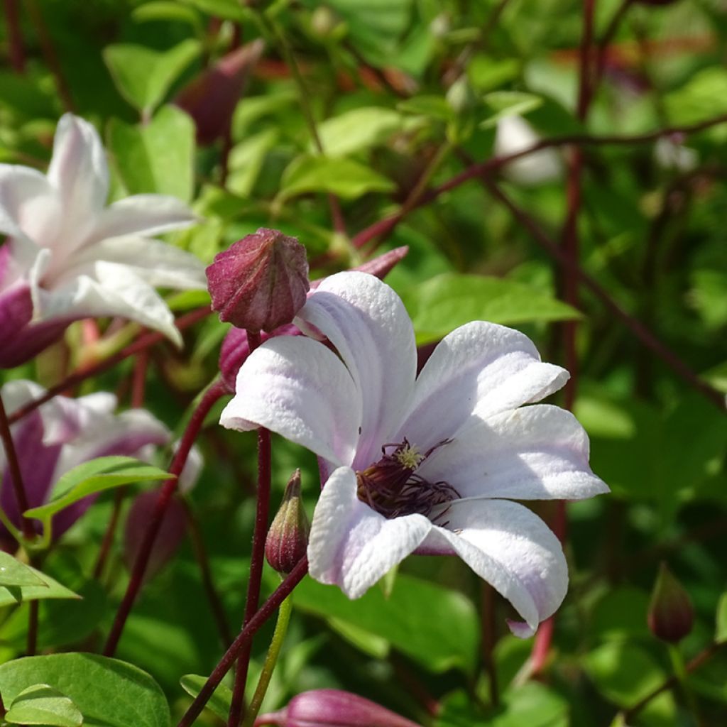 Clematis texensis Princess Kate - Texas-Waldrebe