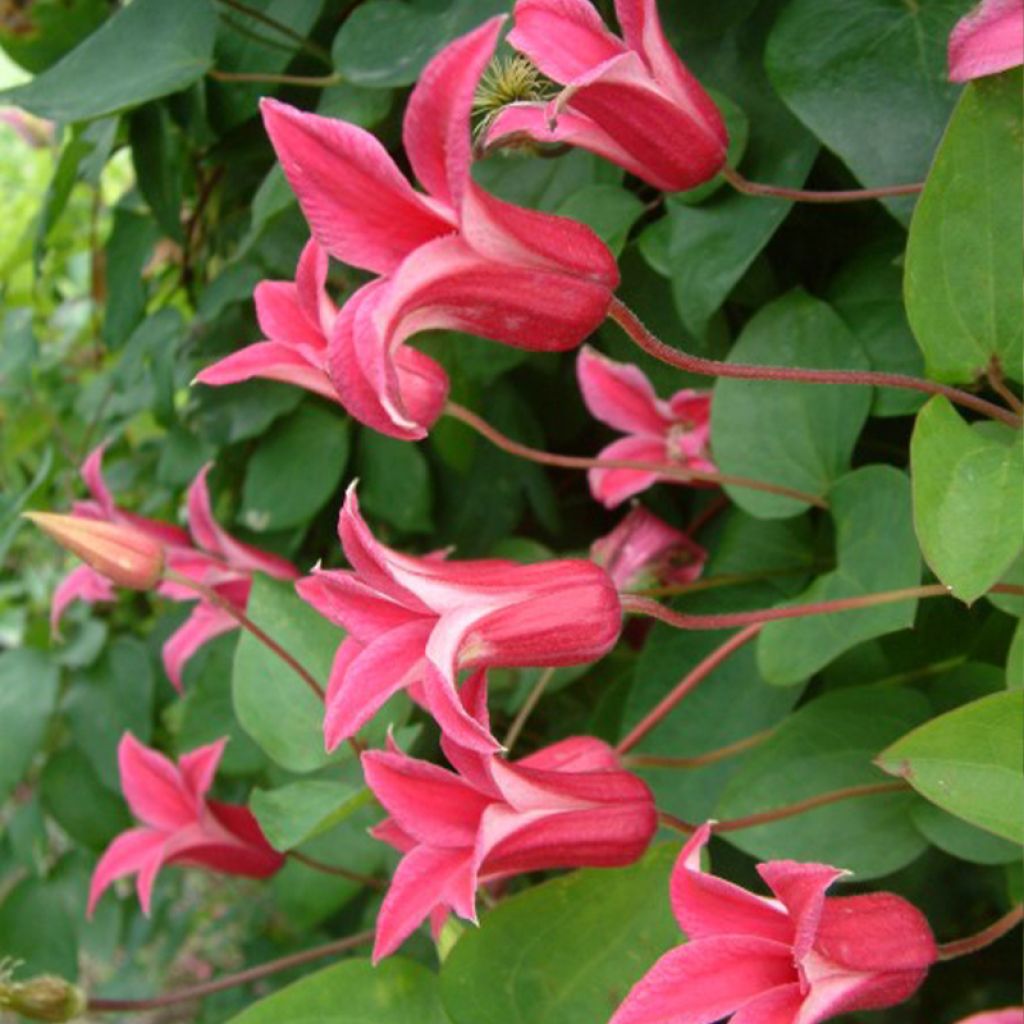 Clematis texensis Princess Diana - Texas-Waldrebe