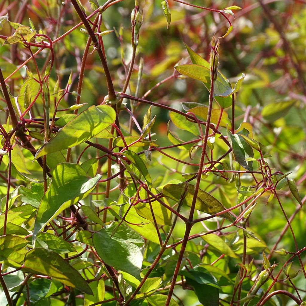 Clematis texensis Princess Diana - Texas-Waldrebe