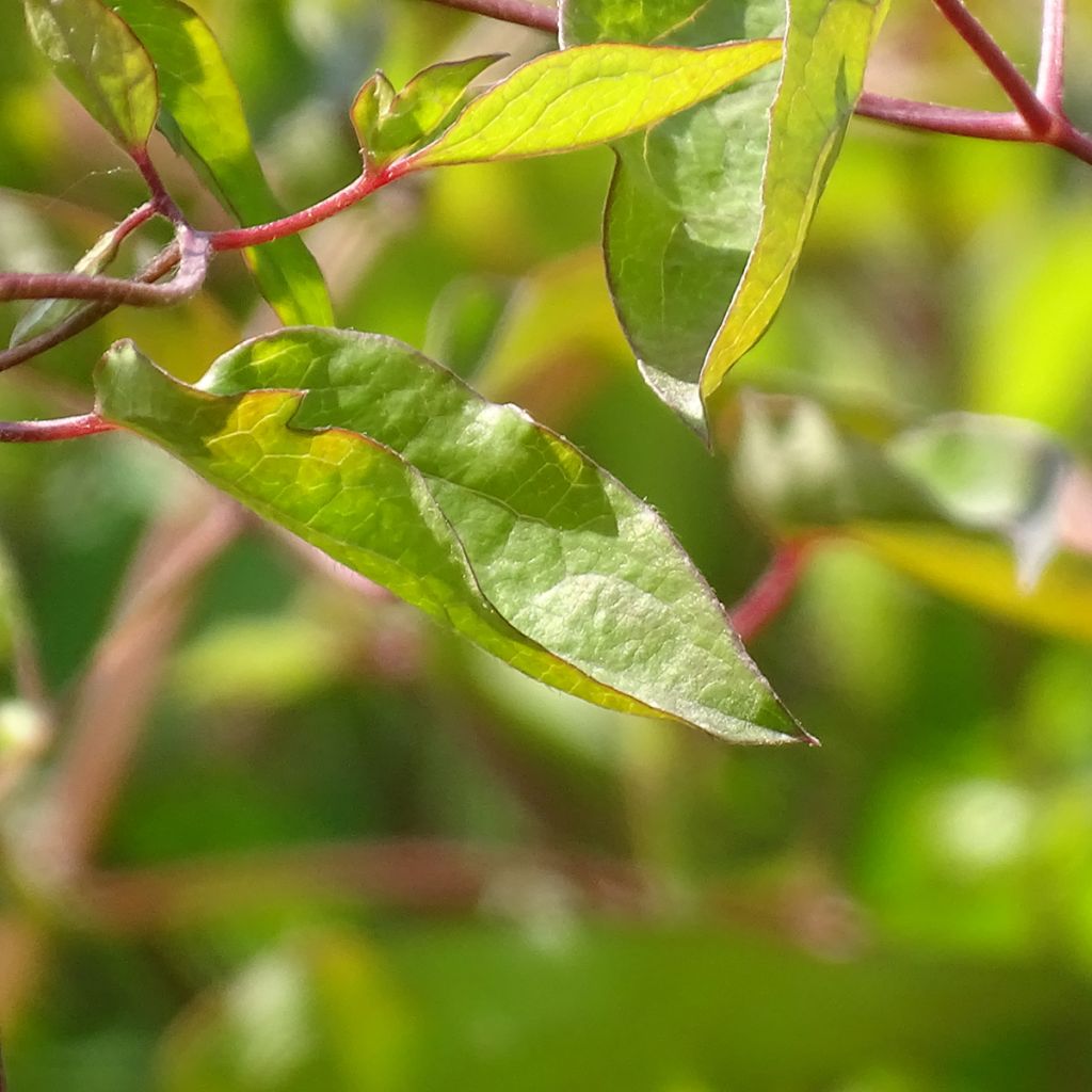 Clematis texensis Princess Diana - Texas-Waldrebe