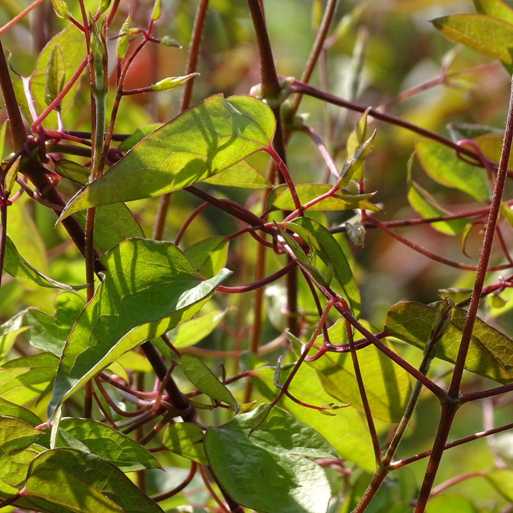 Clematis texensis Princess Diana - Texas-Waldrebe