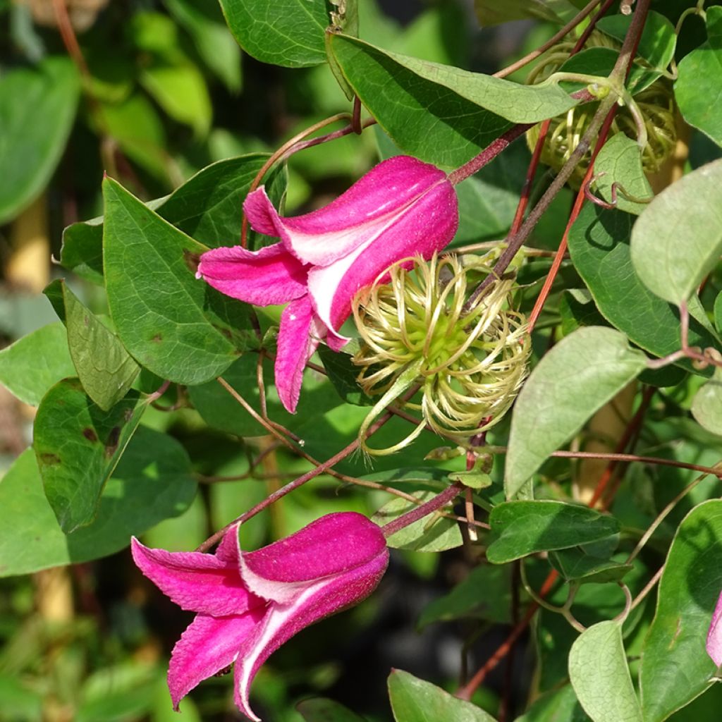 Clematis texensis Princess Diana - Texas-Waldrebe