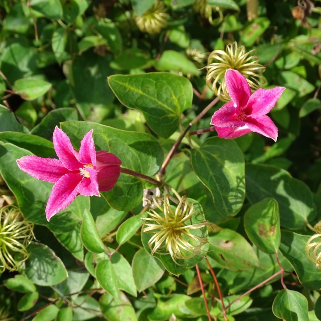 Clematis texensis Princess Diana - Texas-Waldrebe