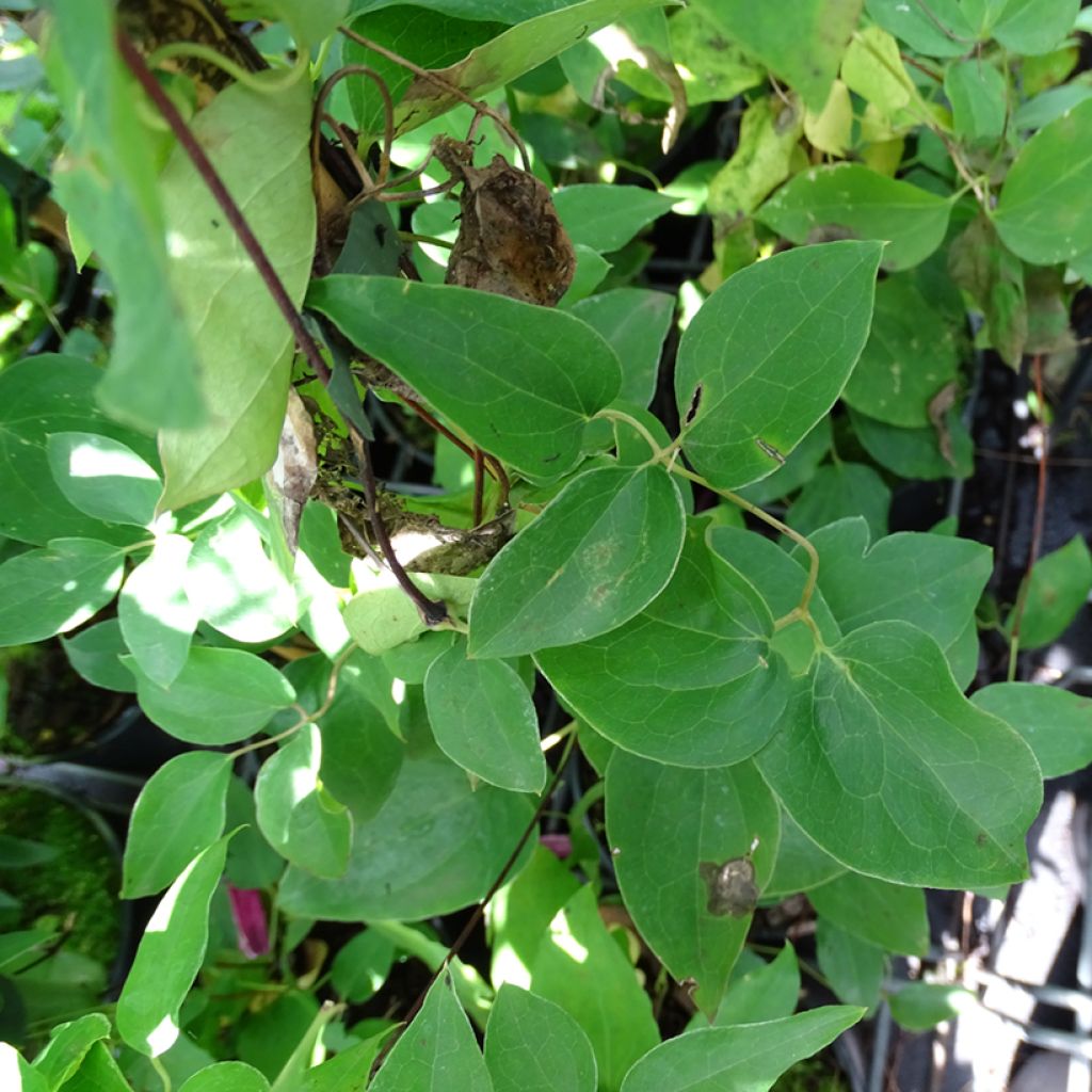 Clematis texensis Princess Diana - Texas-Waldrebe