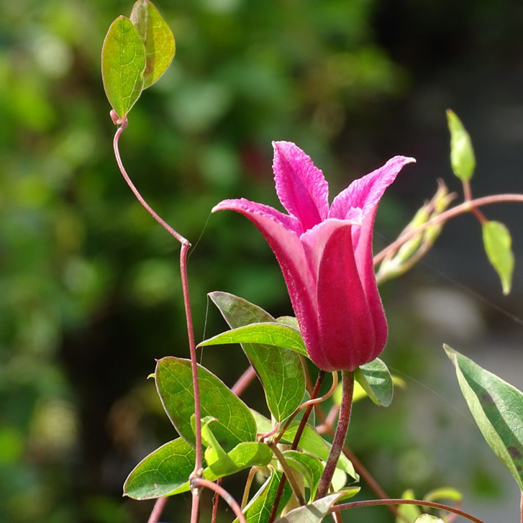 Clematis texensis Princess Diana - Texas-Waldrebe