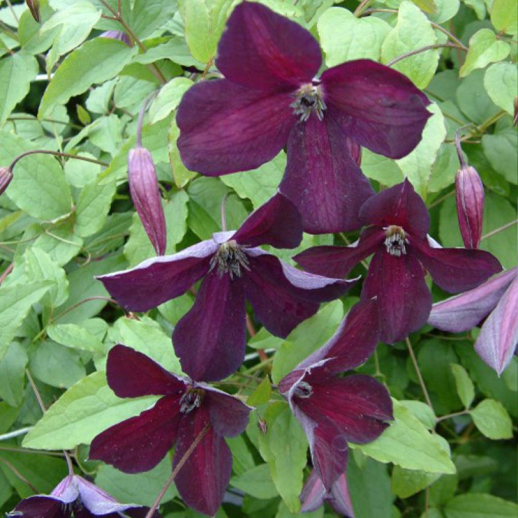 Clematis viticella Black Prince - Waldrebe