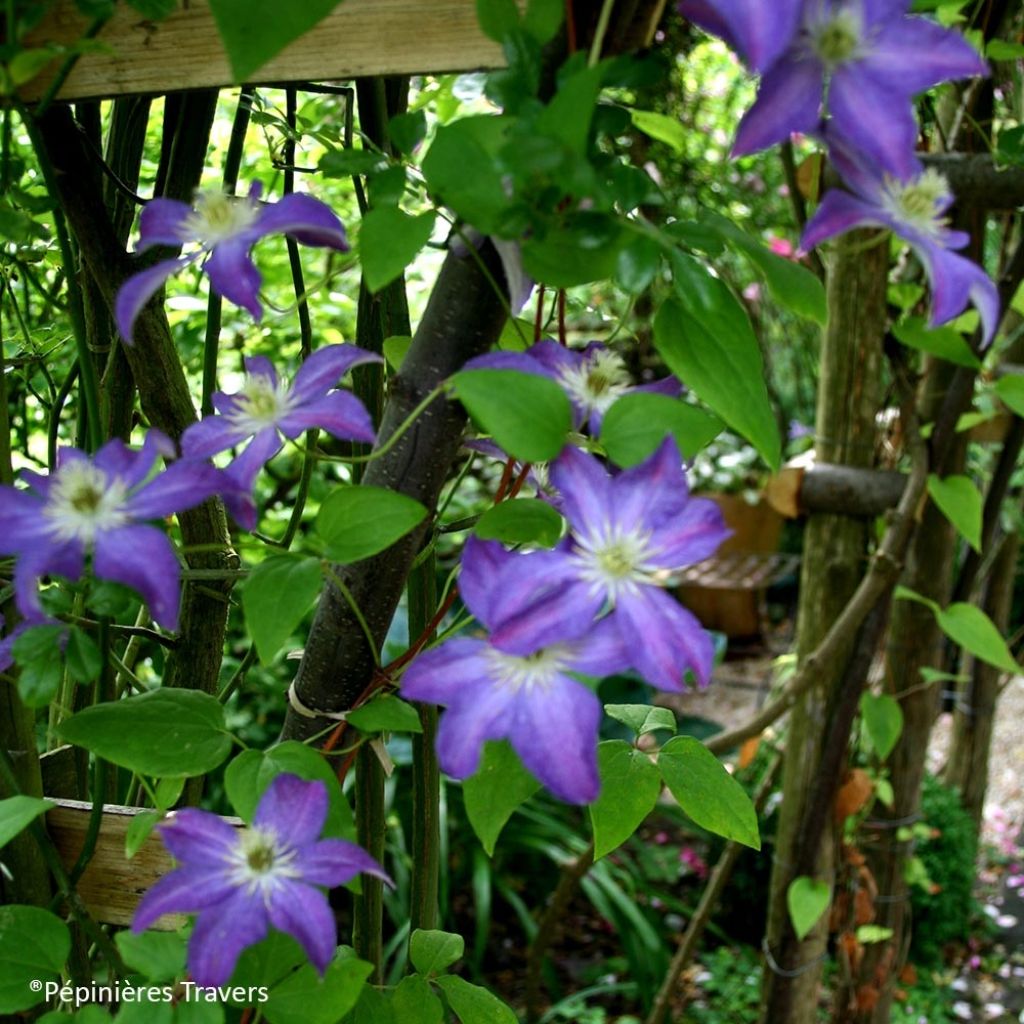 Waldrebe Bonanza - Clematis