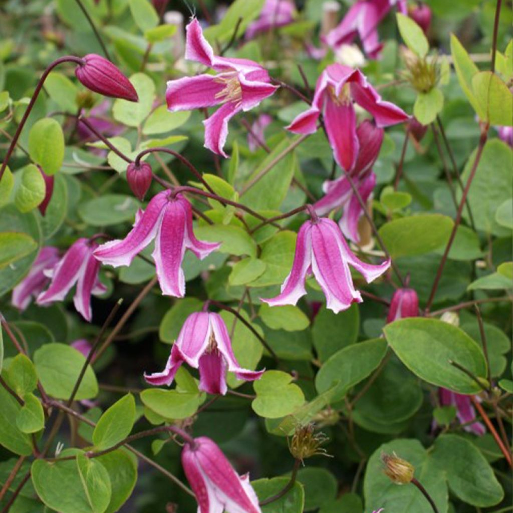 Waldrebe Etoile Rose - Clematis