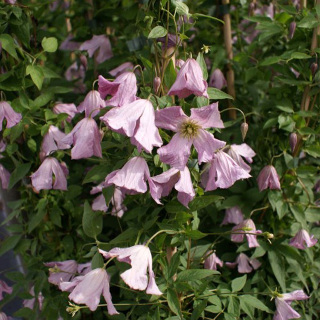 Clematis viticella Hagelby Pink - Waldrebe