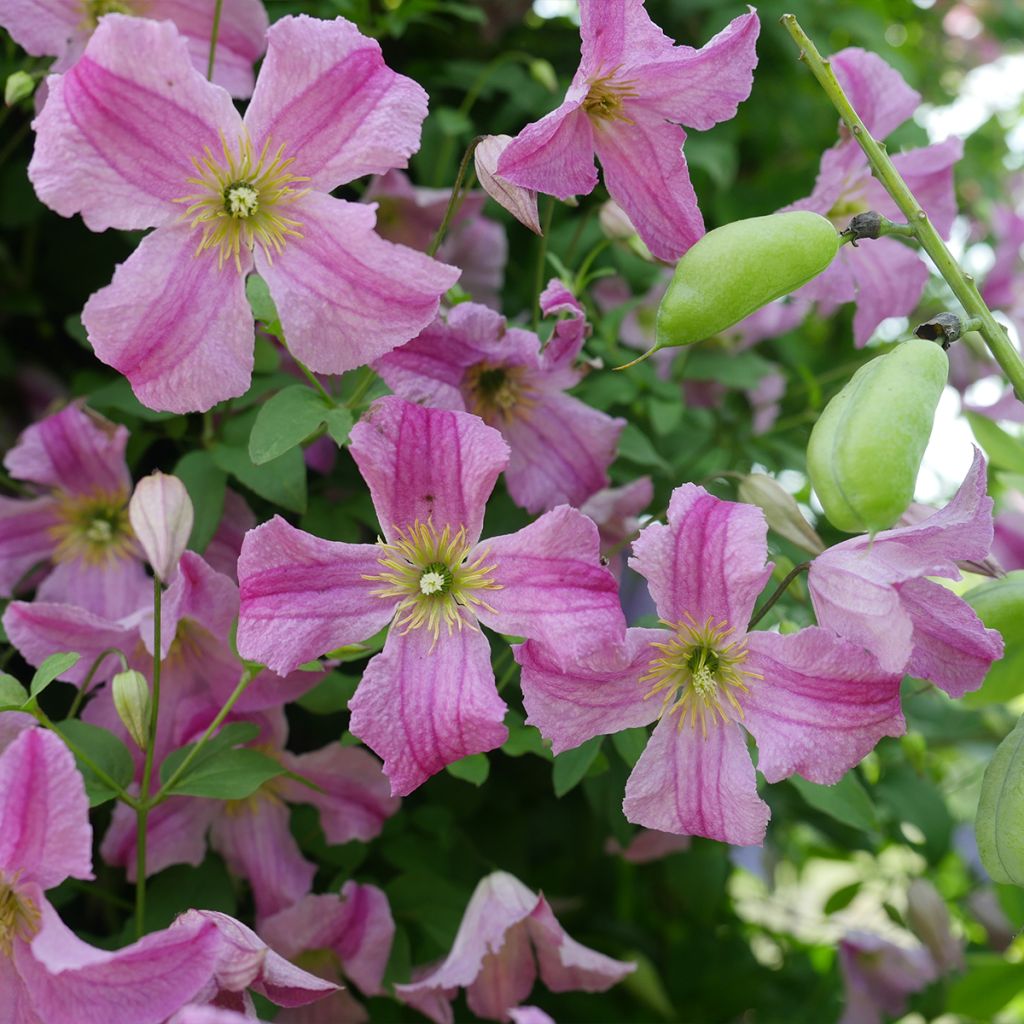 Clématite - Clematis viticella Krakowiak