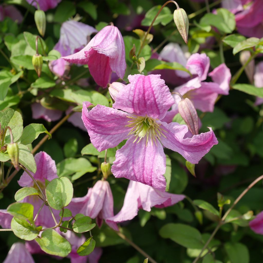 Clématite - Clematis viticella Krakowiak