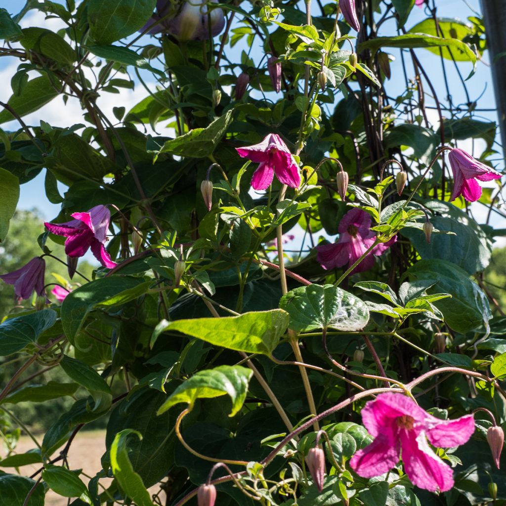 Clématite - Clematis viticella Krakowiak