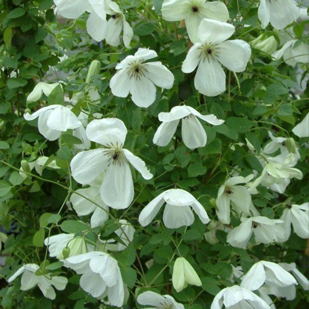 Clématite - Clematis viticella Maria Cornelia