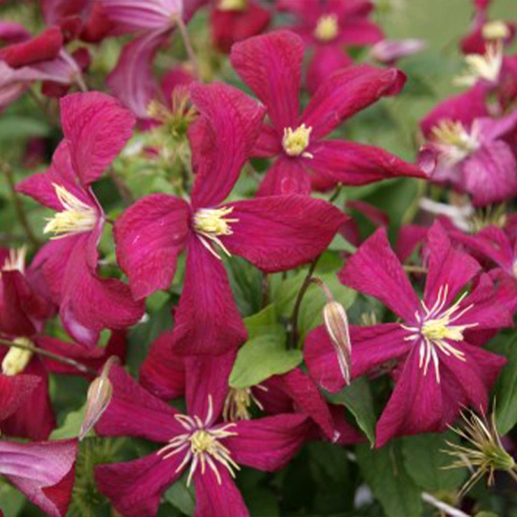 Clématite - Clematis viticella Mme Julia Correvon