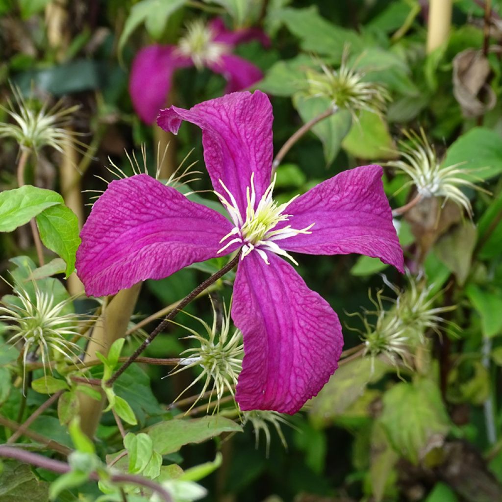 Clematis viticella Mme Julia Correvon - Waldrebe