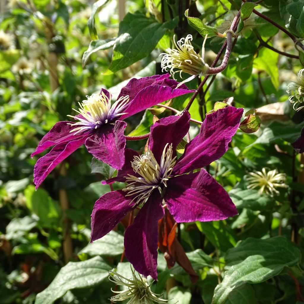 Clematis viticella Mme Julia Correvon - Waldrebe