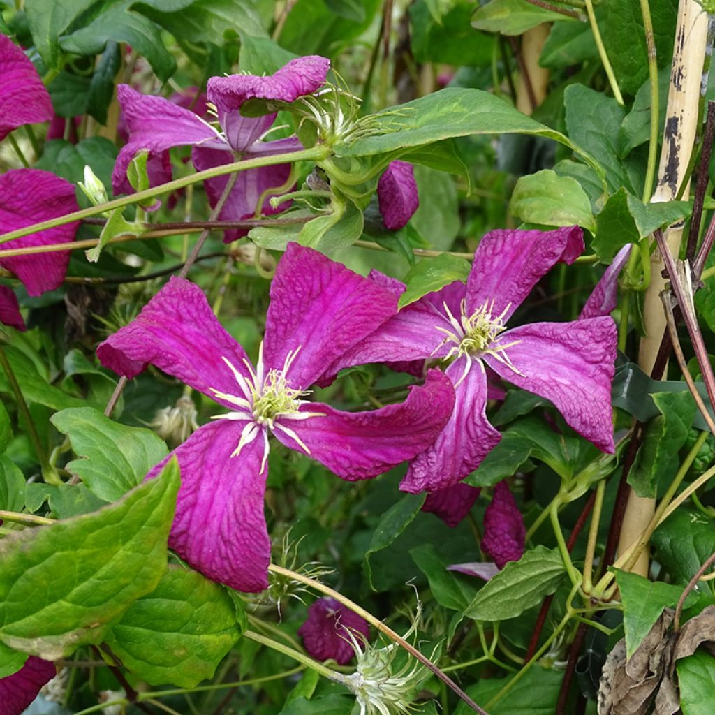 Clematis viticella Mme Julia Correvon - Waldrebe