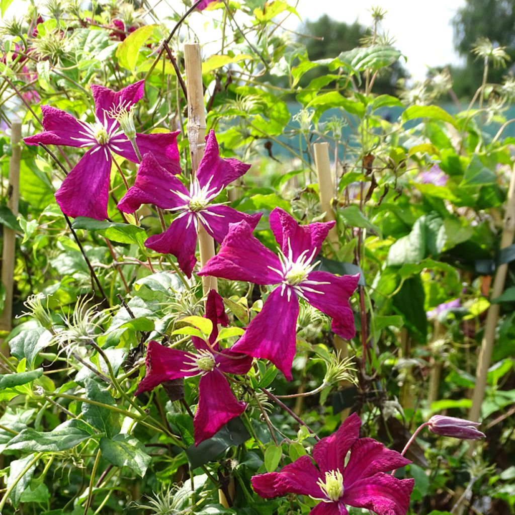 Clematis viticella Mme Julia Correvon - Waldrebe