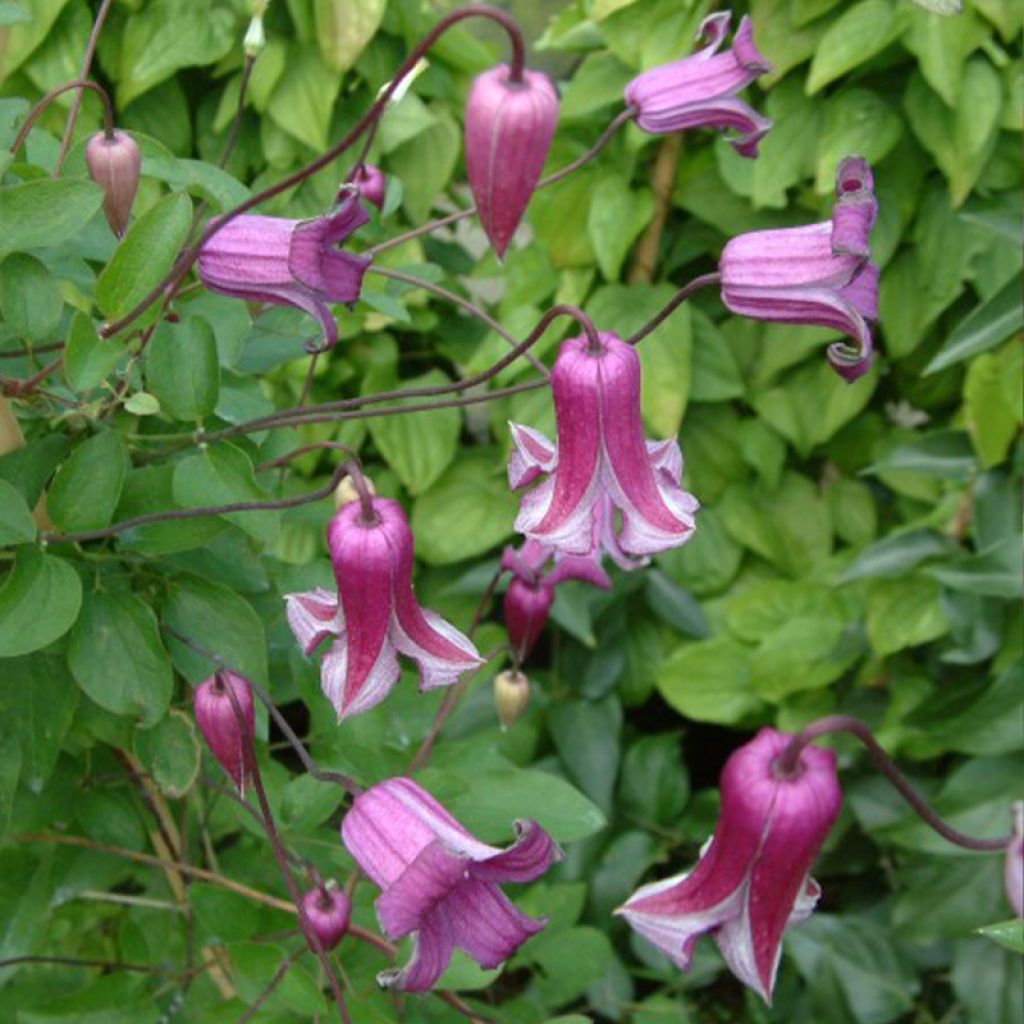 Clematis viticella Queen Mother - Waldrebe