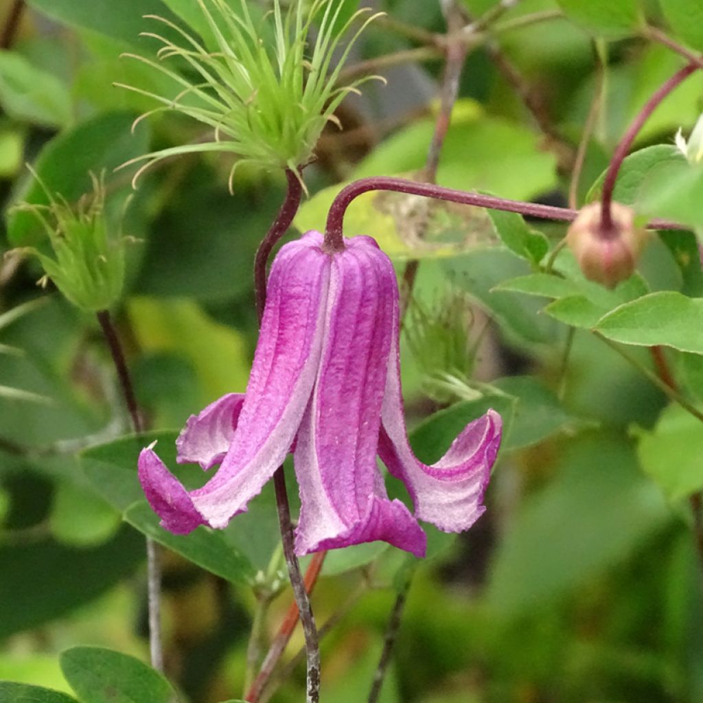 Clematis viticella Queen Mother - Waldrebe