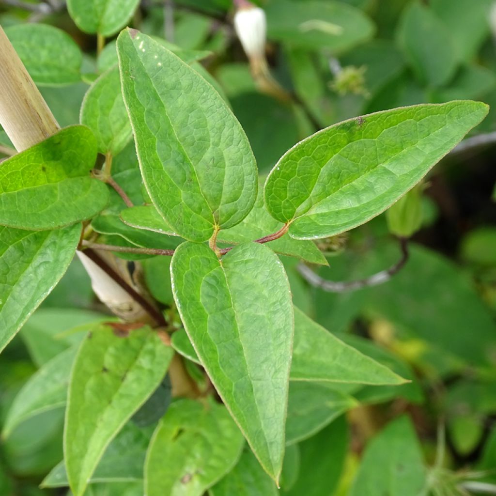 Clematis viticella Queen Mother - Waldrebe