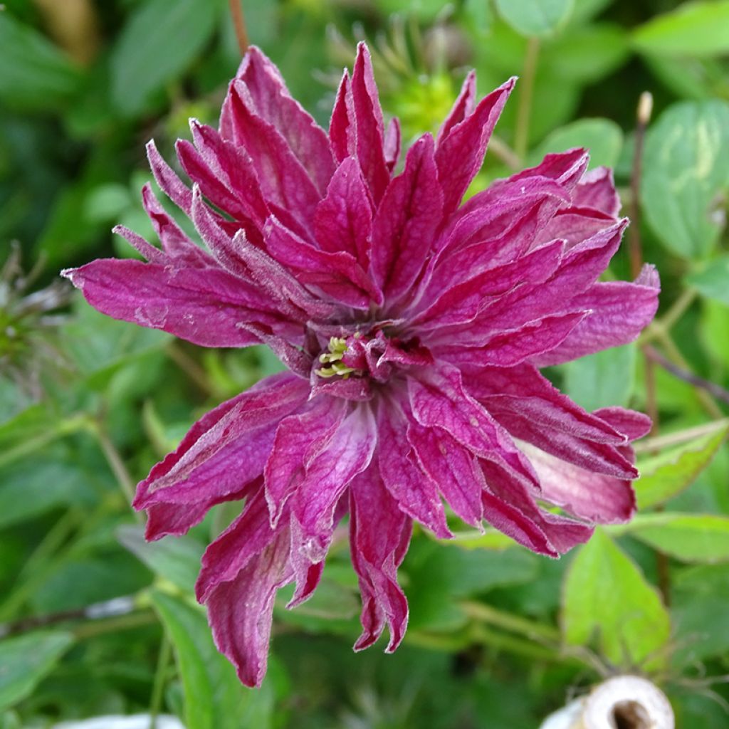 Clematis viticella Rosalyn - Waldrebe