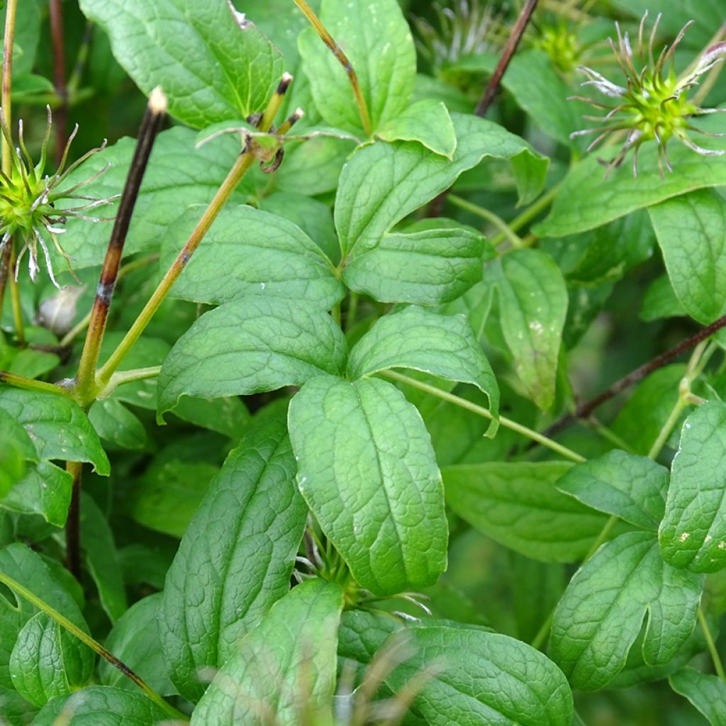 Clematis viticella Rosalyn - Waldrebe