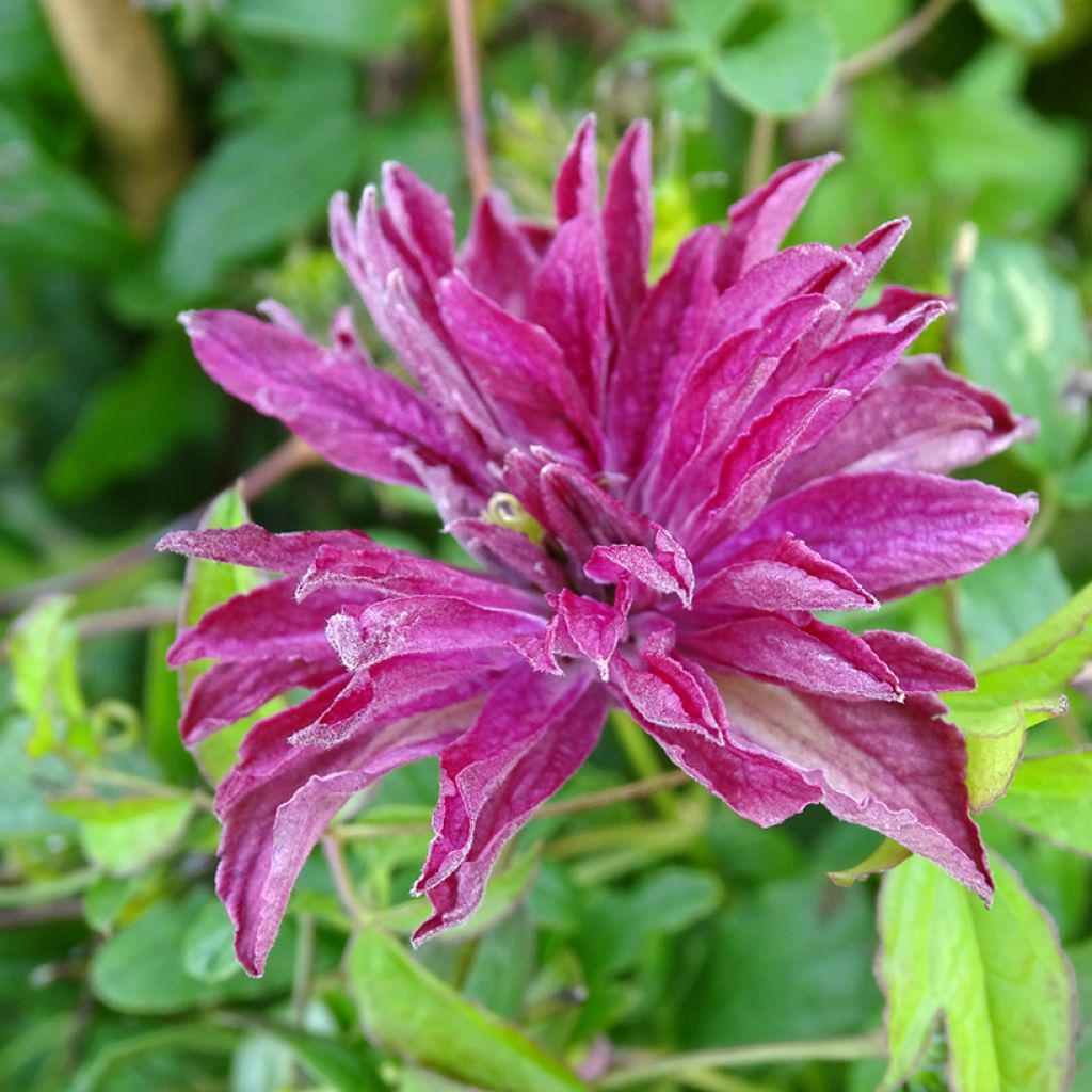 Clematis viticella Rosalyn - Waldrebe