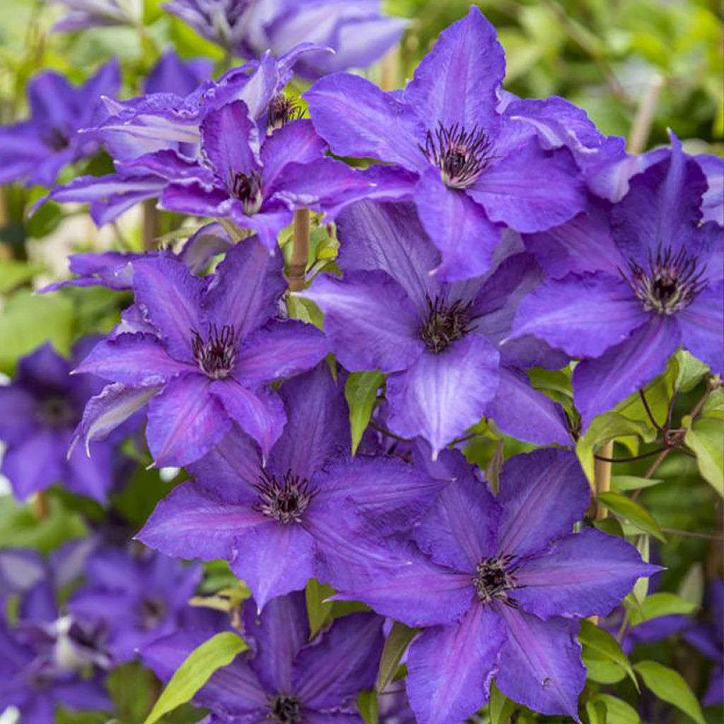 Waldrebe Viva la Vida - Clematis