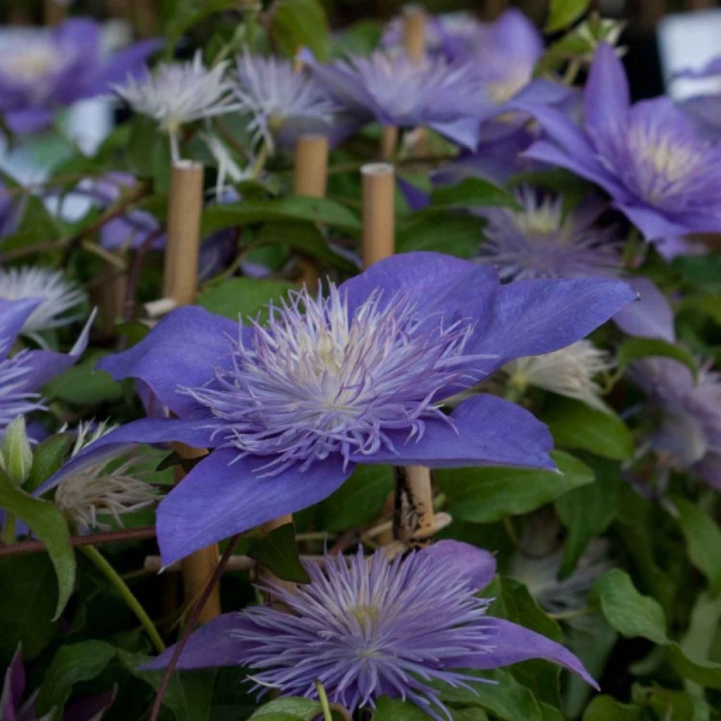 Waldrebe Crystal Fountain - Clematis