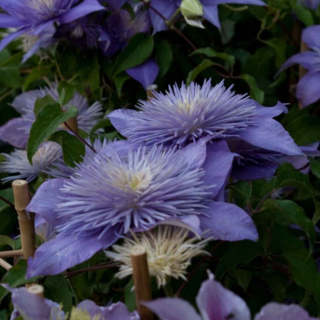 Waldrebe Crystal Fountain - Clematis