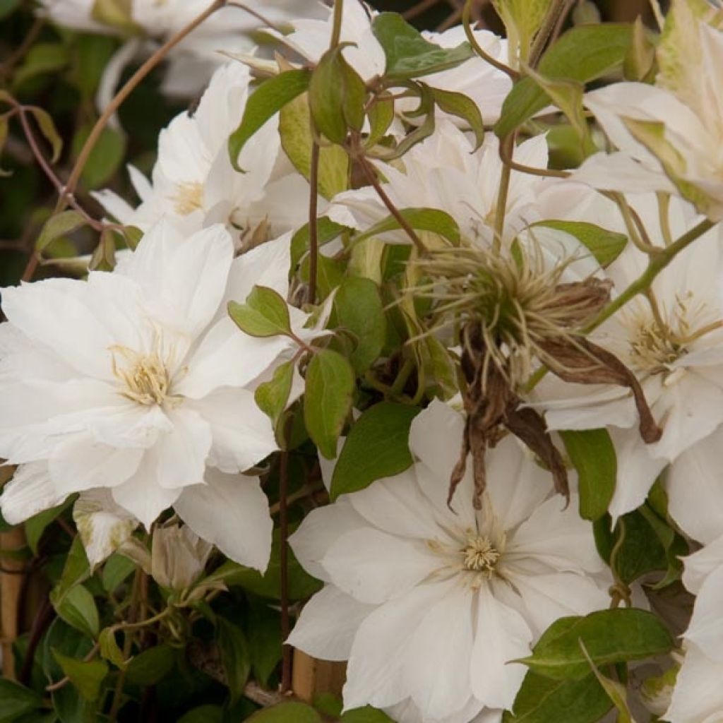 Waldrebe Dancing Dorien - Clematis