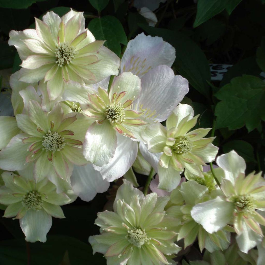 Clematis montana Double Delight - Berg-Waldrebe