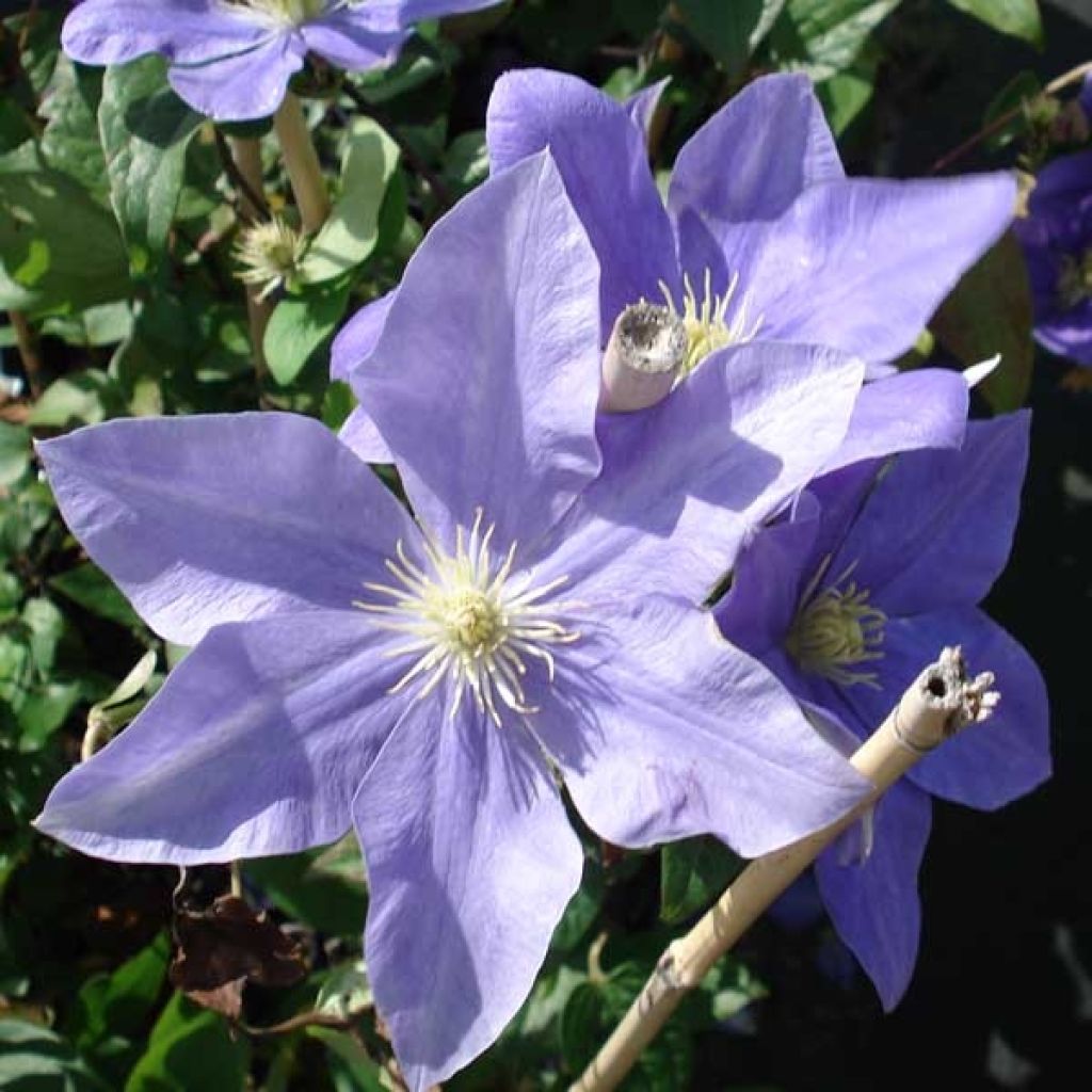 Waldrebe Fuji Musume - Clematis