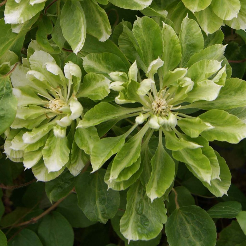 Clématite - Clematis Green Passion