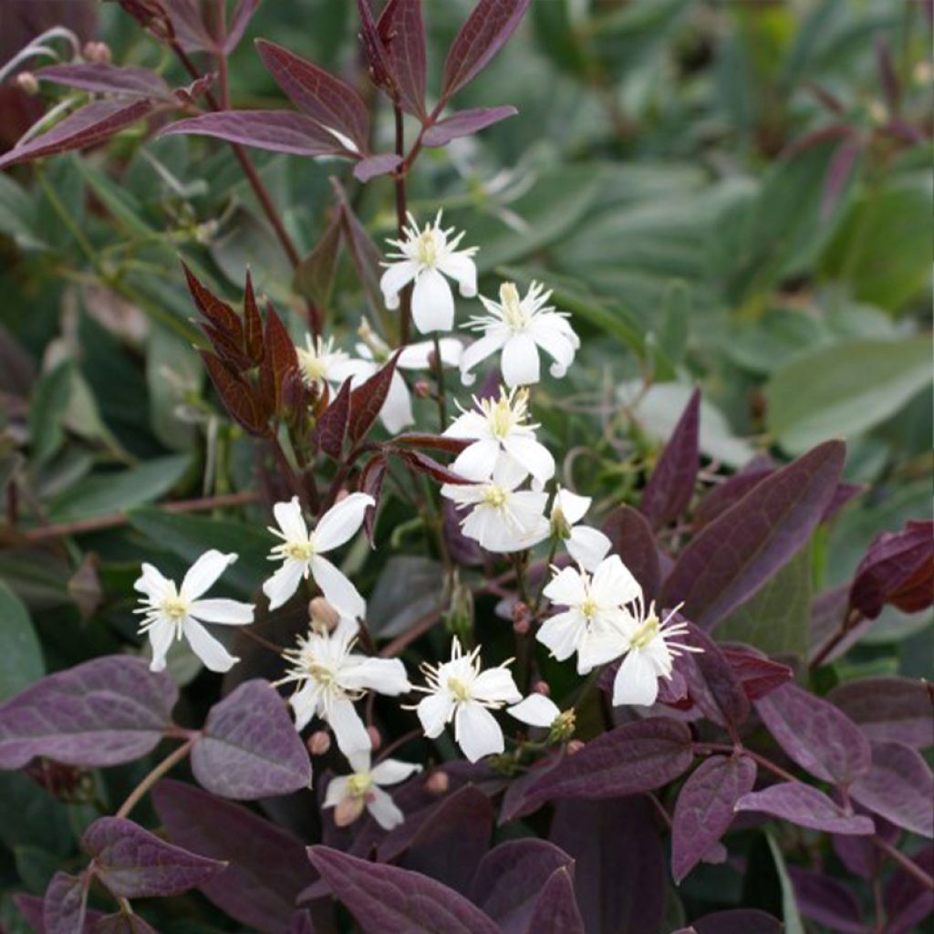 Clematis recta Purpurea - Waldrebe