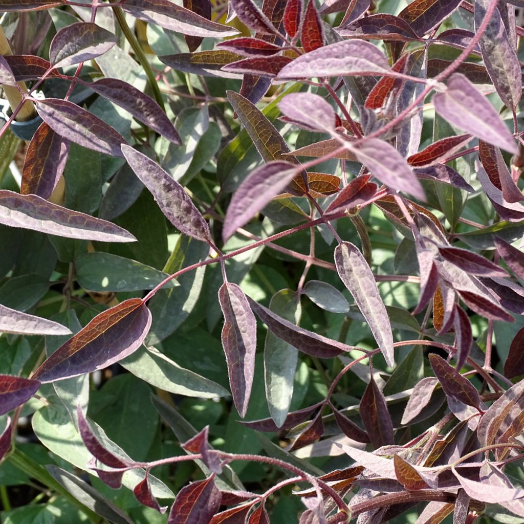 Clématite Herbacée Recta Purpurea