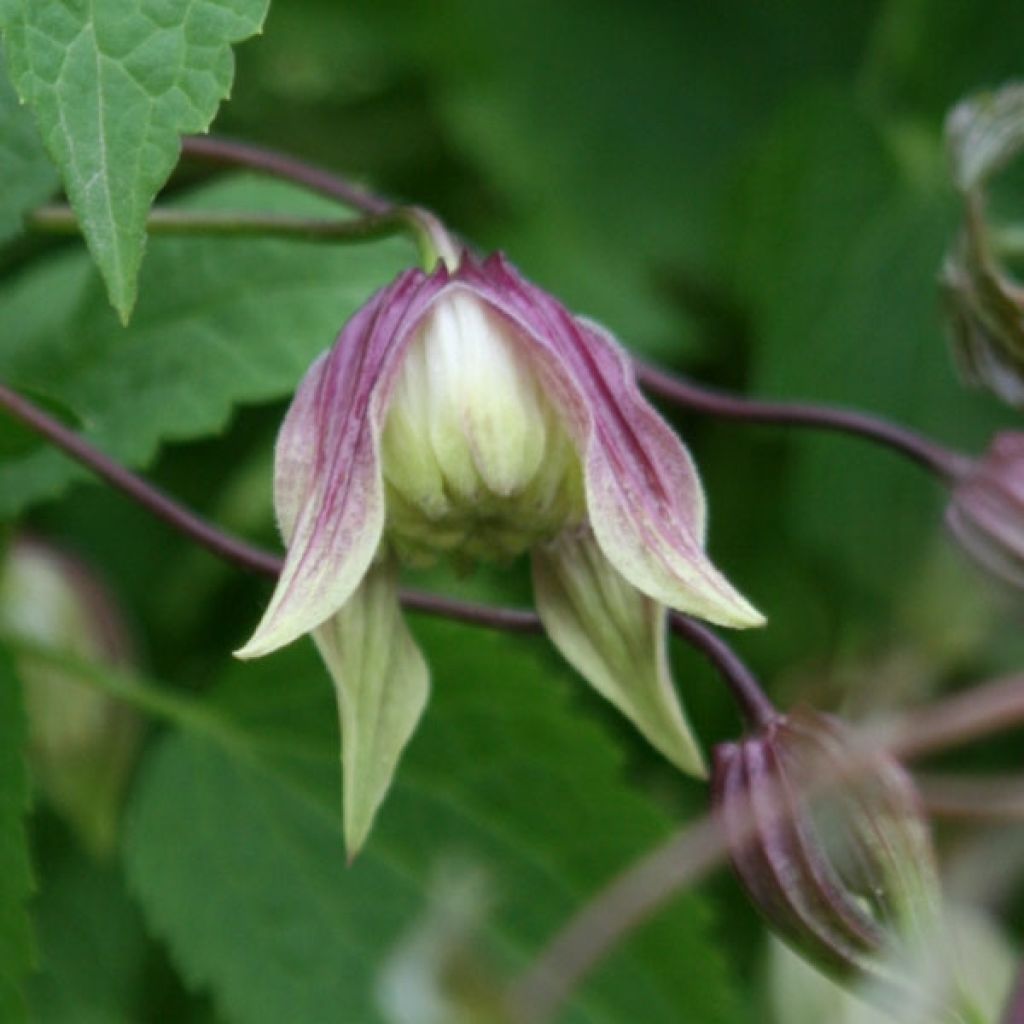 Waldrebe I am Red Robin - Clematis