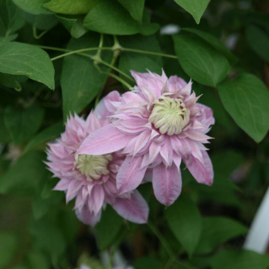 Waldrebe Joséphine - Clematis