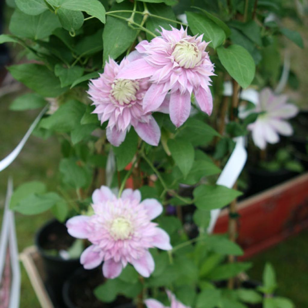 Waldrebe Joséphine - Clematis