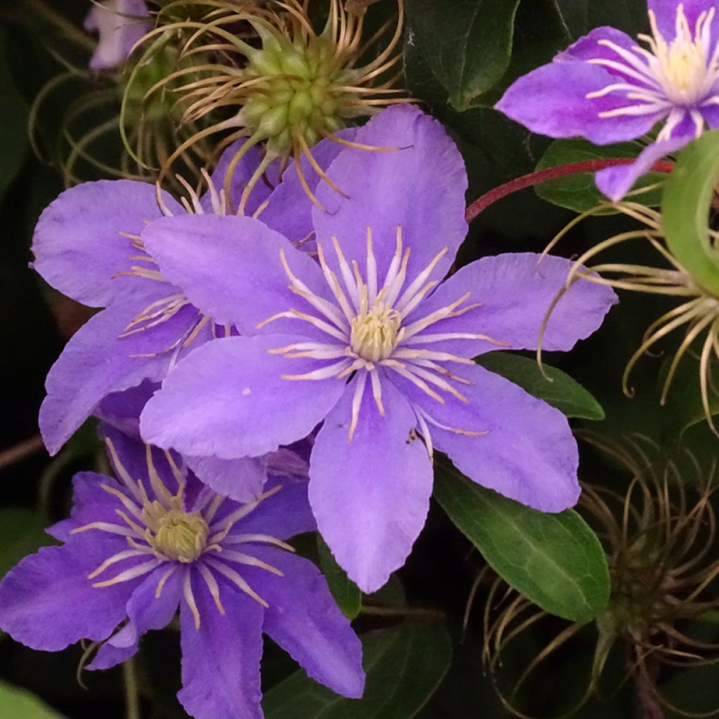 Clematis viticella Justa - Waldrebe