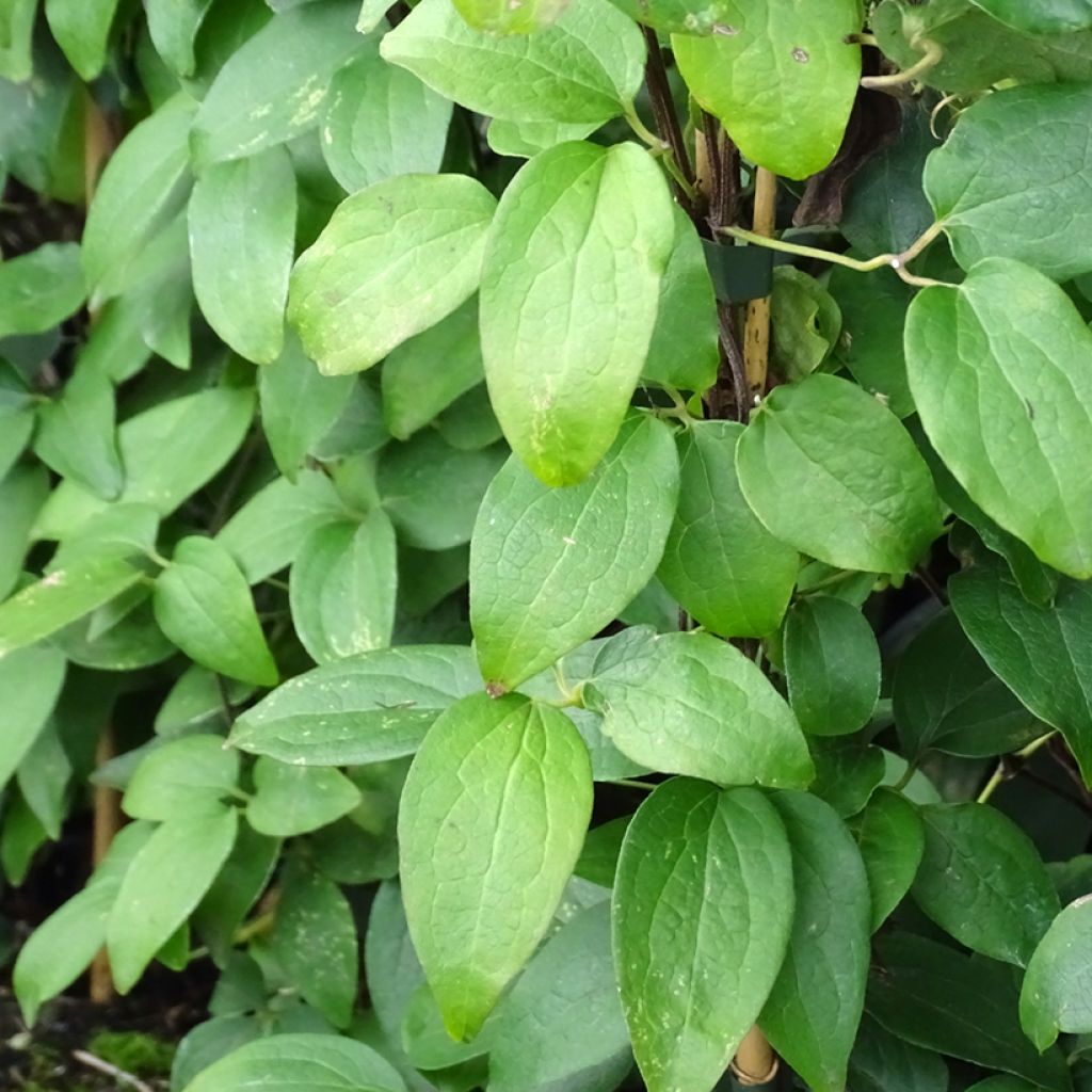 Clematis viticella Justa - Waldrebe