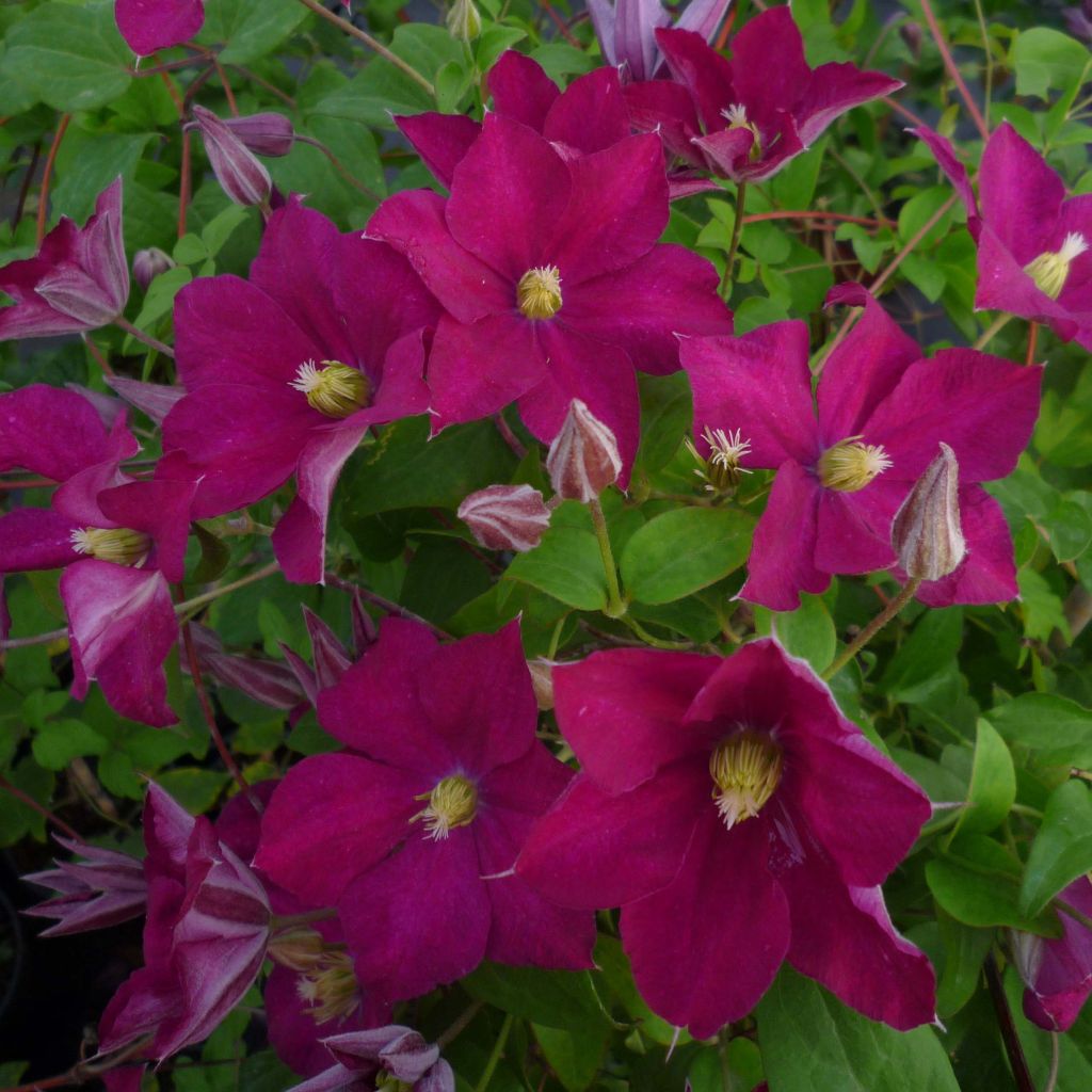 Clématite  - Clematis Madame Edouard André