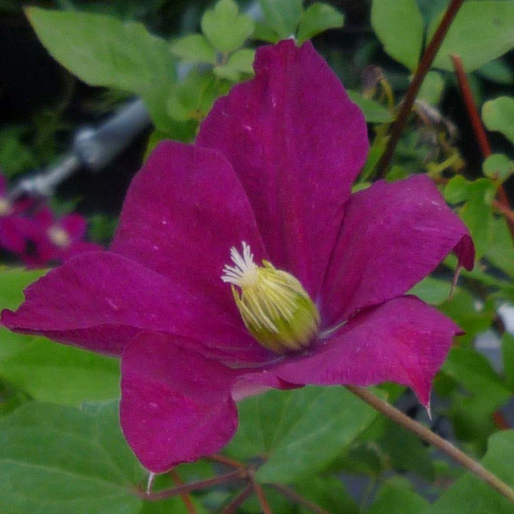 Clematis jackmanii Madame Edouard André - Waldrebe