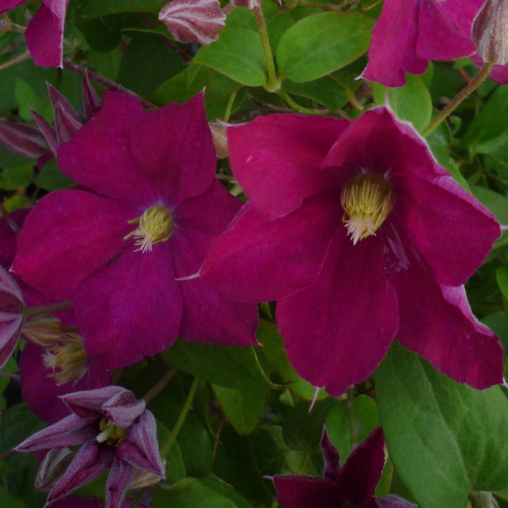 Clematis jackmanii Madame Edouard André - Waldrebe