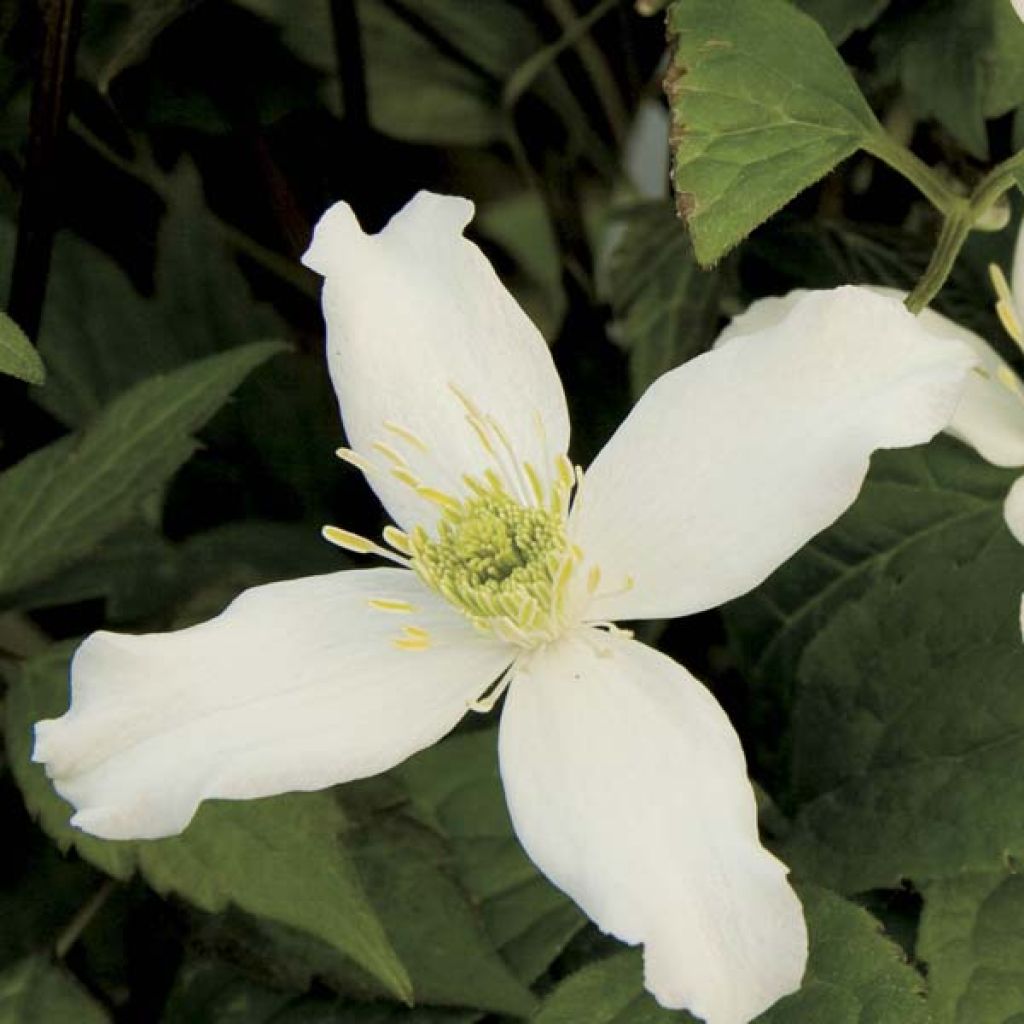 Clematis montana Wilsonii - Berg-Waldrebe