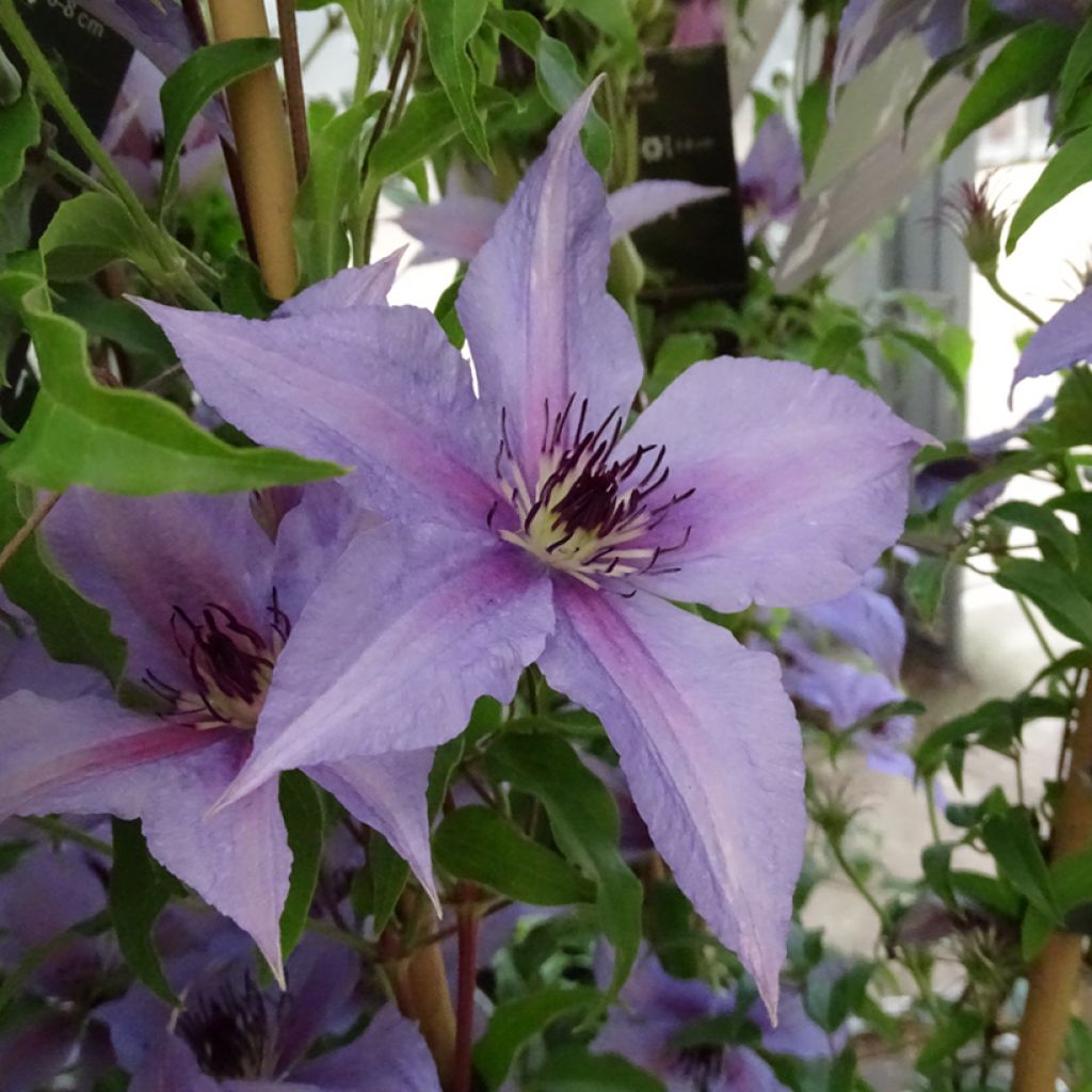 Waldrebe Proud Mary - Clematis