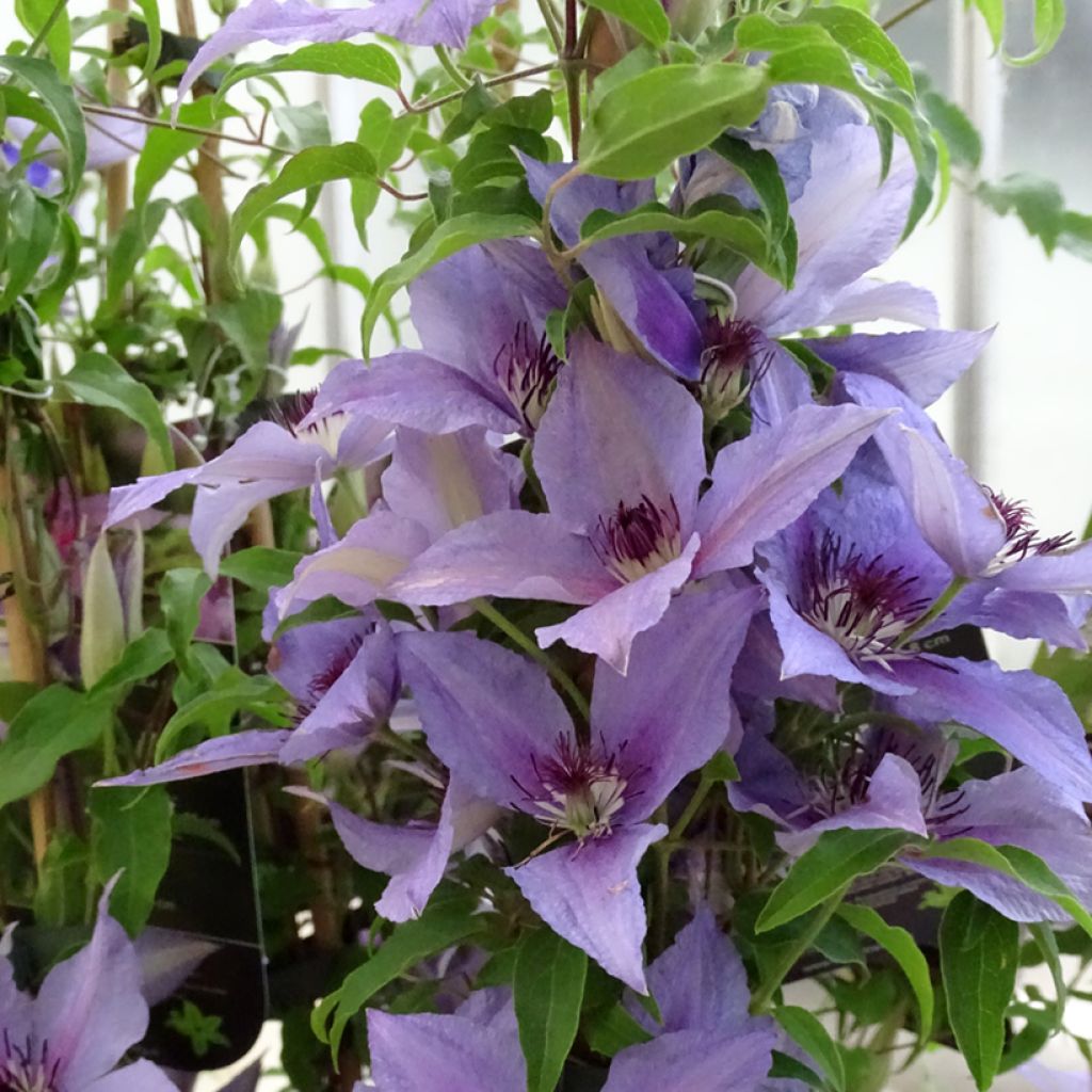 Waldrebe Proud Mary - Clematis