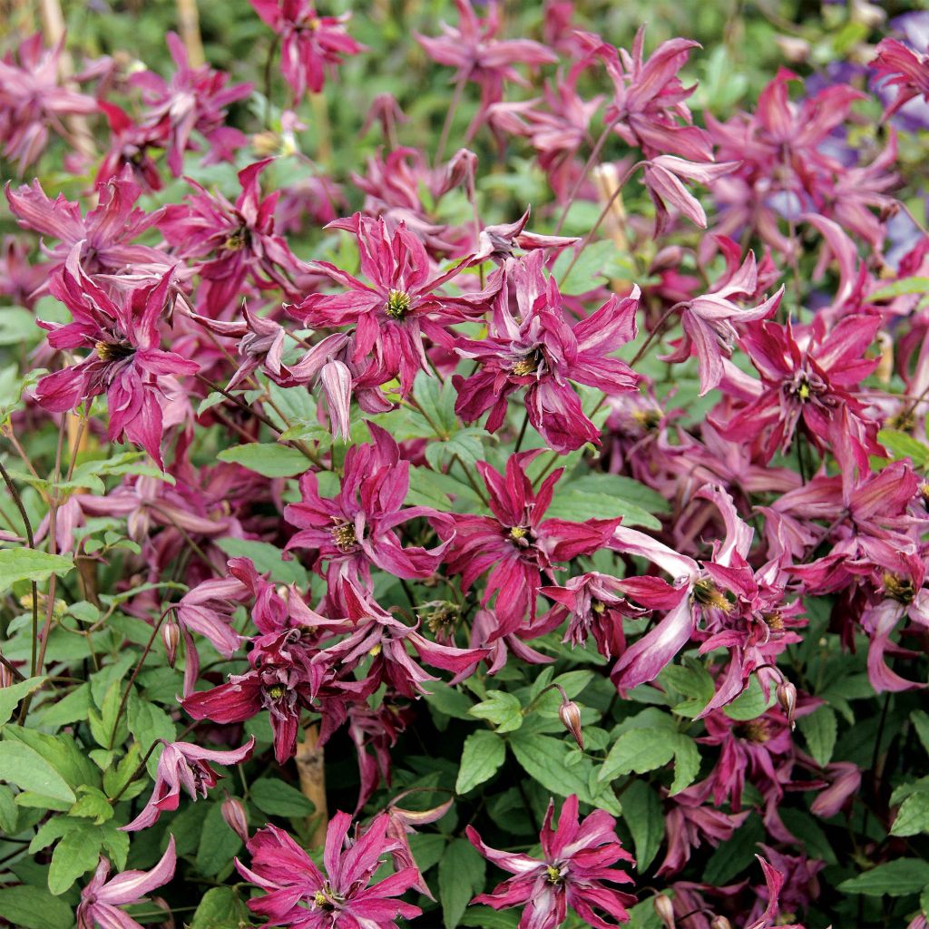 Clematis viticella Rosalyn - Waldrebe